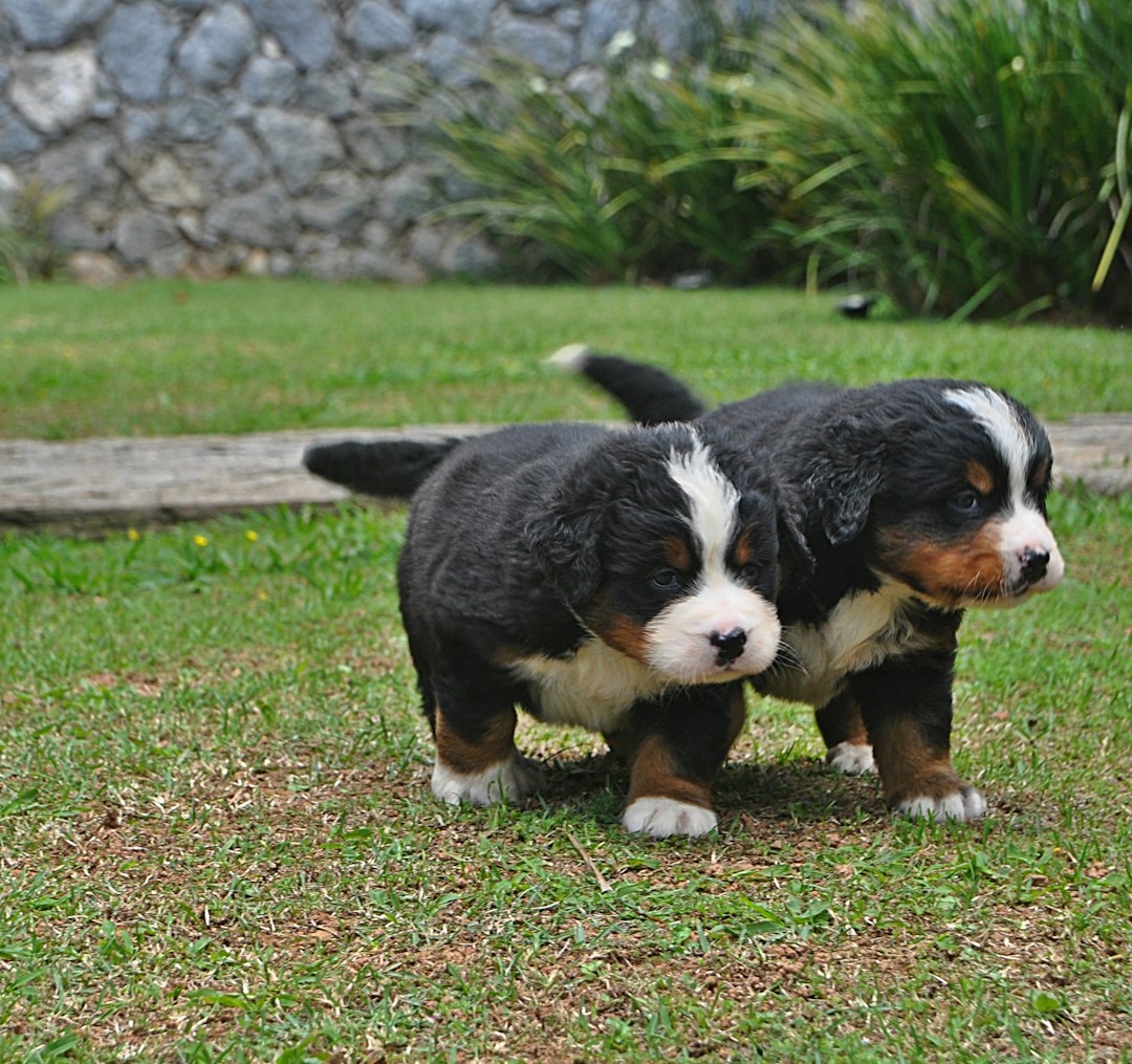 Bernese