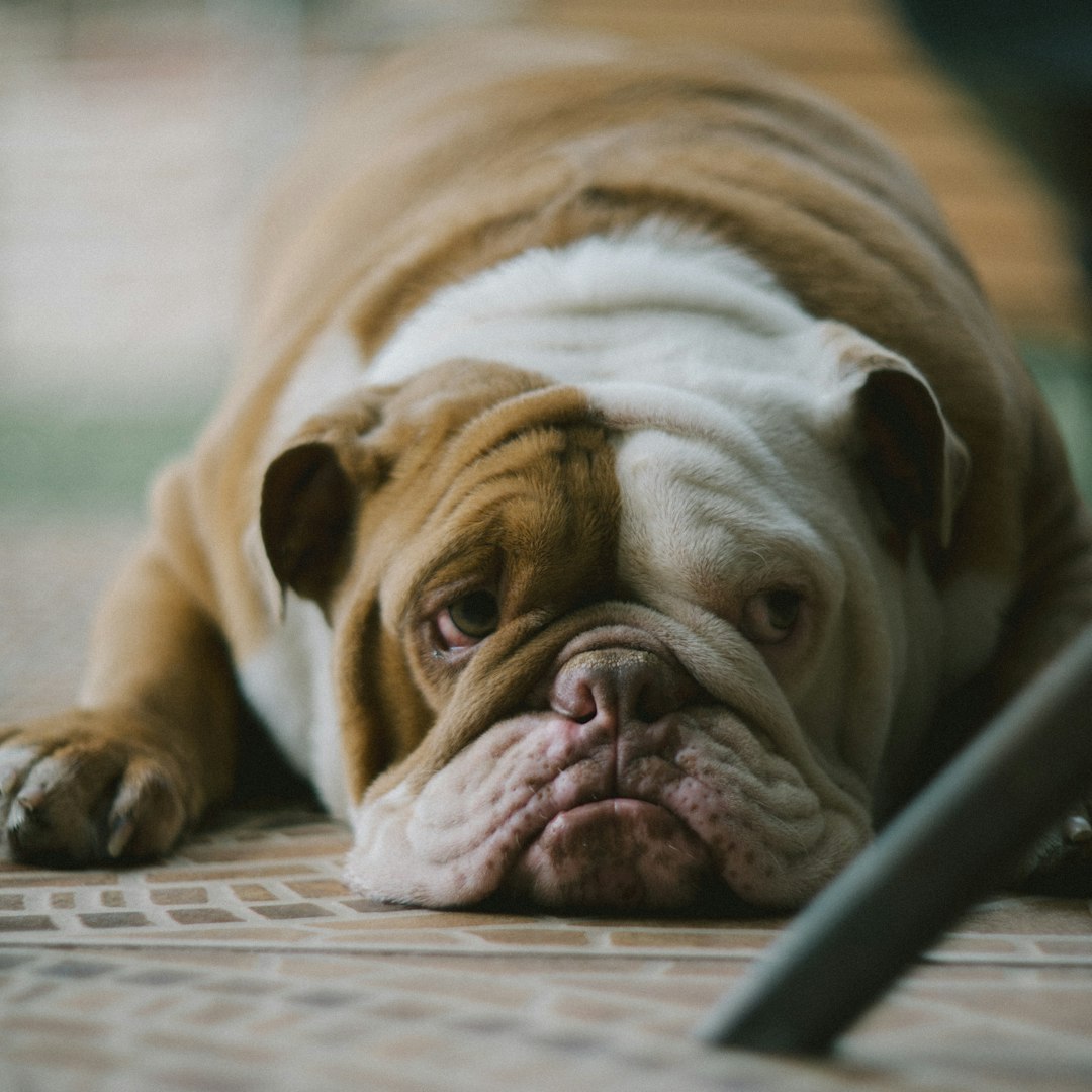 Bulldog