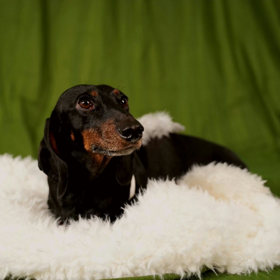 Dachshund