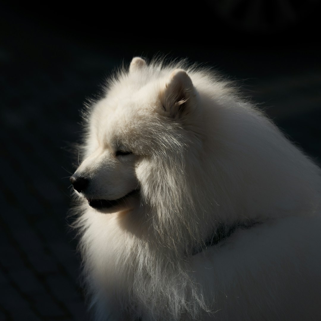 Samoyed