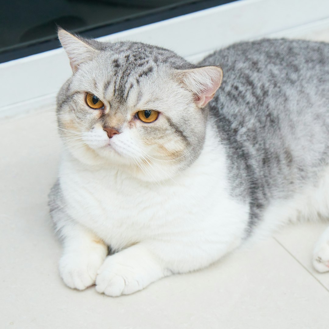 Scottish Fold